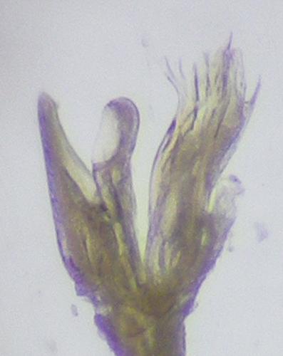 Leptoiulus belgicus